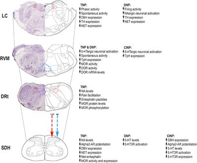 Monoaminergic and Opioidergic Modulation of Brainstem Circuits: New Insights Into the Clinical Challenges of Pain Treatment?